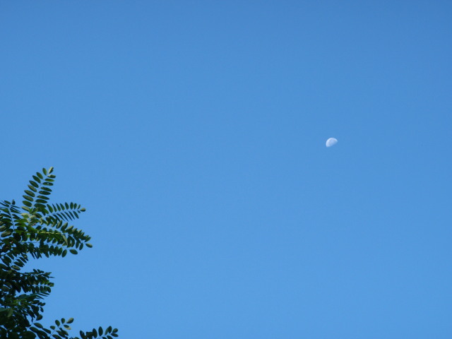 ニセアカシアと月.jpg