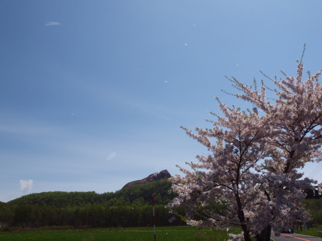 昭和新山と桜.jpg