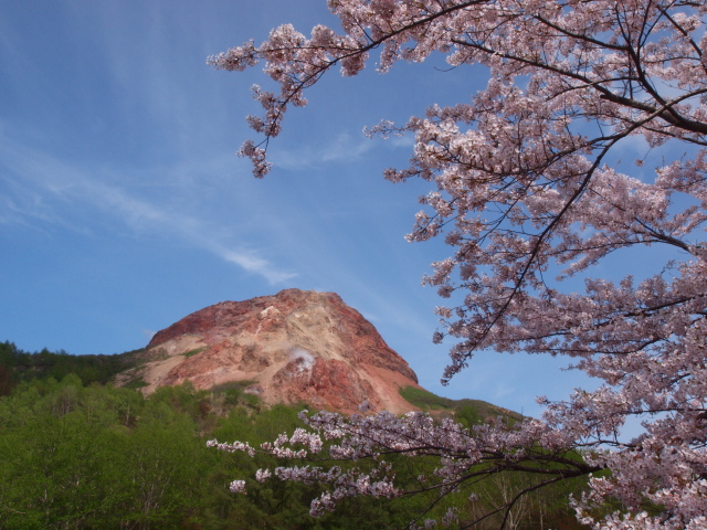 昭和新山と桜3.jpg